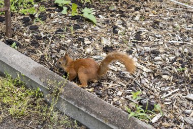 Bahçedeki samanlıkta kırmızı sincap.