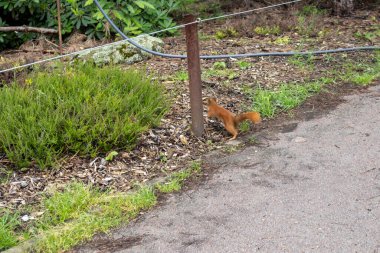 Bahçedeki bir direğin yanında yerde yatan kırmızı sincap.