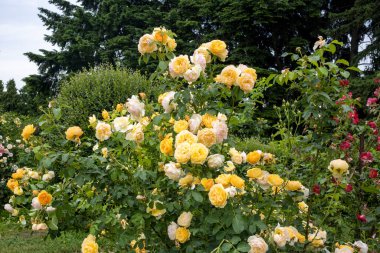 Yaz bahçesinde açan sarı gül çalısı