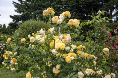 Yaz bahçesinde açan sarı gül çalısı