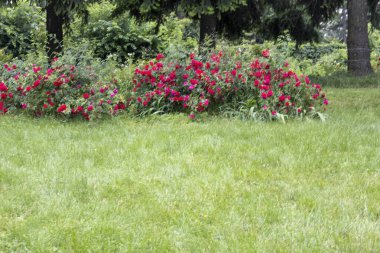 Yaz bahçesinde yeşil çimenli kırmızı gül çalıları