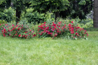 Park Bahçesinde Kırmızı Gül Çalıları Açtı