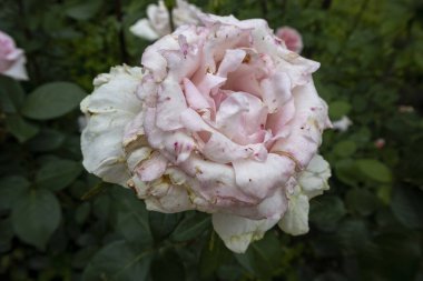 Bahçedeki solmuş pembe bir gülü kapat