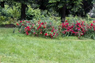 Yaz günü park bahçesinde açan kırmızı gül çalıları.