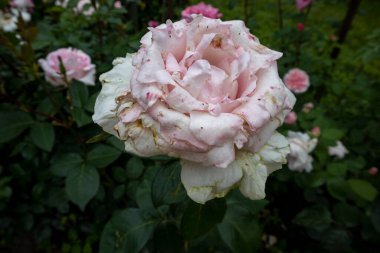 Bahçedeki solgun pembe gülü kapat.