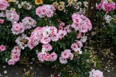 Bahçede çiçek açan pembe güller.