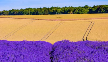 Rows of bright purple lavender ripen under the summer sun