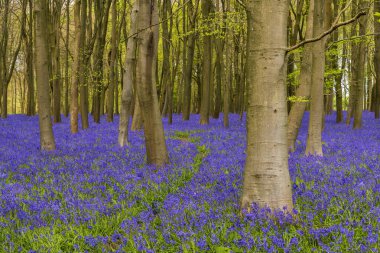 Bright sunlight streams through bluebell woods with deep blue purple flowers under a bright green beech canopy