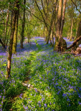 Bright sunlight streams through bluebell woods with deep blue purple flowers under a bright green beech canopy