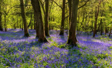 Bright sunlight streams through bluebell woods with deep blue purple flowers under a bright green beech canopy
