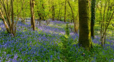 Bright sunlight streams through bluebell woods with deep blue purple flowers under a bright green beech canopy