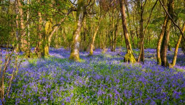 Bright sunlight streams through bluebell woods with deep blue purple flowers under a bright green beech canopy