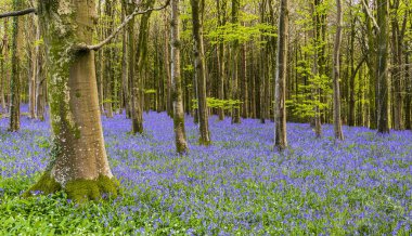 Bright sunlight streams through bluebell woods with deep blue purple flowers under a bright green beech canopy