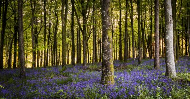 Bright sunlight streams through bluebell woods with deep blue purple flowers under a bright green beech canopy
