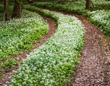 Spring sunshine illuminates a path through wild garlic  in a Dorset woodland