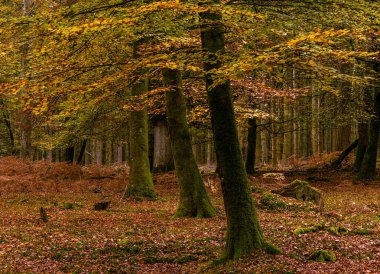Sonbaharda Yeni Ormanda Altın Ağaçlar