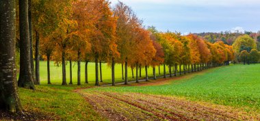 Moor Crichel, Wimborne, Dorset yakınlarında sonbahar ağaçları ve portakal ağaçları