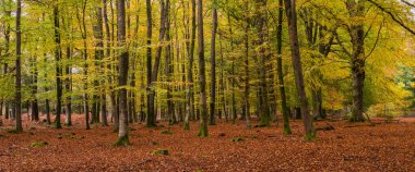 Sonbaharda Yeni Ormanda Altın Ağaçlar