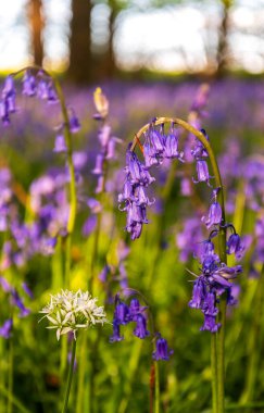 Düşük açılı güneş ışığı, Blandford yakınlarındaki BlueBell Ormanı 'ndaki ağaçların arasından parlıyor.