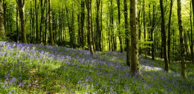 Dorset İngiltere 'de çan kuşu halısı