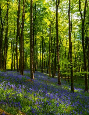 Dorset İngiltere 'de çan kuşu halısı