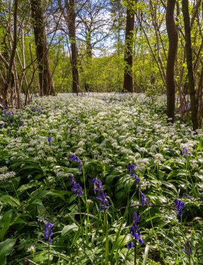 Düşük açılı güneş ışığı, Blandford yakınlarındaki BlueBell Ormanı 'ndaki ağaçların arasından parlıyor.