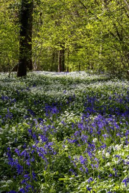 Düşük açılı güneş ışığı, Blandford yakınlarındaki BlueBell Ormanı 'ndaki ağaçların arasından parlıyor.