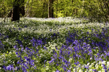 Düşük açılı güneş ışığı, Blandford yakınlarındaki BlueBell Ormanı 'ndaki ağaçların arasından parlıyor.