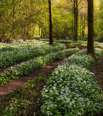 Düşük açılı güneş ışığı, Blandford yakınlarındaki BlueBell Ormanı 'ndaki ağaçların arasından parlıyor.