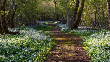 Düşük açılı güneş ışığı, Blandford yakınlarındaki BlueBell Ormanı 'ndaki ağaçların arasından parlıyor.