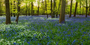Düşük açılı güneş ışığı, Blandford yakınlarındaki BlueBell Ormanı 'ndaki ağaçların arasından parlıyor.