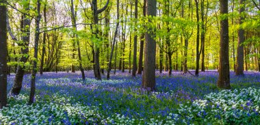 Düşük açılı güneş ışığı, Blandford yakınlarındaki BlueBell Ormanı 'ndaki ağaçların arasından parlıyor.