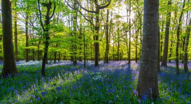 Düşük açılı güneş ışığı, Blandford yakınlarındaki BlueBell Ormanı 'ndaki ağaçların arasından parlıyor.