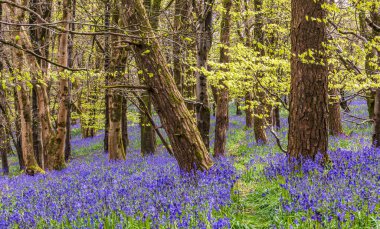 Düşük açılı güneş ışığı, Blandford yakınlarındaki BlueBell Ormanı 'ndaki ağaçların arasından parlıyor.