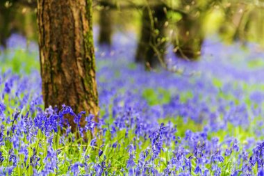 Düşük açılı güneş ışığı, Blandford yakınlarındaki BlueBell Ormanı 'ndaki ağaçların arasından parlıyor.