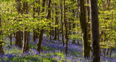 Düşük açılı güneş ışığı, Blandford yakınlarındaki BlueBell Ormanı 'ndaki ağaçların arasından parlıyor.