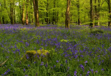 Düşük açılı güneş ışığı, Blandford yakınlarındaki BlueBell Ormanı 'ndaki ağaçların arasından parlıyor.