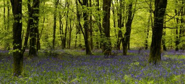 Düşük açılı güneş ışığı, Blandford yakınlarındaki BlueBell Ormanı 'ndaki ağaçların arasından parlıyor.