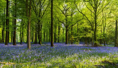 Düşük açılı güneş ışığı, Blandford yakınlarındaki BlueBell Ormanı 'ndaki ağaçların arasından parlıyor.