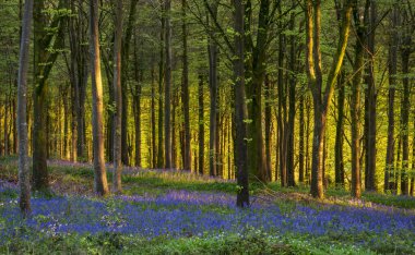 Düşük açılı güneş ışığı, Blandford yakınlarındaki BlueBell Ormanı 'ndaki ağaçların arasından parlıyor.