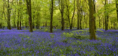 Düşük açılı güneş ışığı, Blandford yakınlarındaki BlueBell Ormanı 'ndaki ağaçların arasından parlıyor.