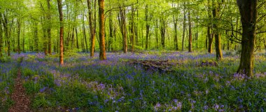 Düşük açılı güneş ışığı, Blandford yakınlarındaki BlueBell Ormanı 'ndaki ağaçların arasından parlıyor.