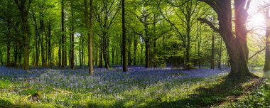 Düşük açılı güneş ışığı, Blandford yakınlarındaki BlueBell Ormanı 'ndaki ağaçların arasından parlıyor.