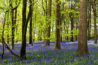 Düşük açılı güneş ışığı, Blandford yakınlarındaki BlueBell Ormanı 'ndaki ağaçların arasından parlıyor.