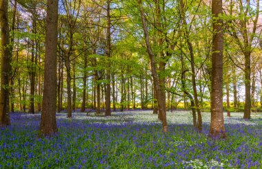 Düşük açılı güneş ışığı, Blandford yakınlarındaki BlueBell Ormanı 'ndaki ağaçların arasından parlıyor.