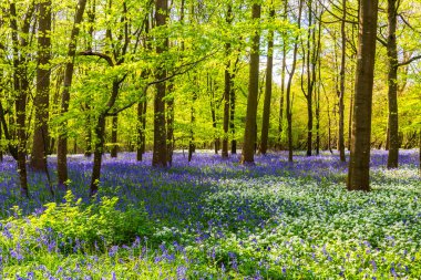Düşük açılı güneş ışığı, Blandford yakınlarındaki BlueBell Ormanı 'ndaki ağaçların arasından parlıyor.