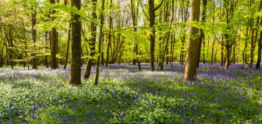 Düşük açılı güneş ışığı, Blandford yakınlarındaki BlueBell Ormanı 'ndaki ağaçların arasından parlıyor.