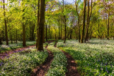 Düşük açılı güneş ışığı, Blandford yakınlarındaki BlueBell Ormanı 'ndaki ağaçların arasından parlıyor.