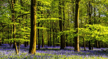 Düşük açılı güneş ışığı, Blandford yakınlarındaki BlueBell Ormanı 'ndaki ağaçların arasından parlıyor.