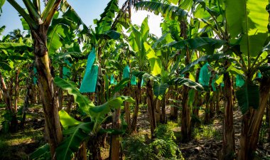 Karayip Denizi 'ndeki St. Lucia' nın yemyeşil ormanlarında yetişen muzlar.